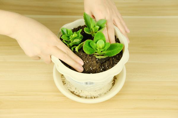 长寿花怎么养才旺盛