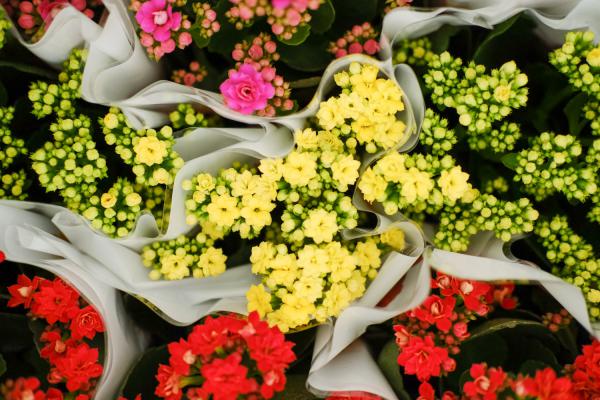 长寿花怎样养才能爆盆