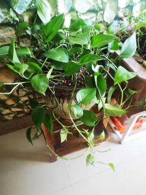 绿萝可以用淘米水浇吗