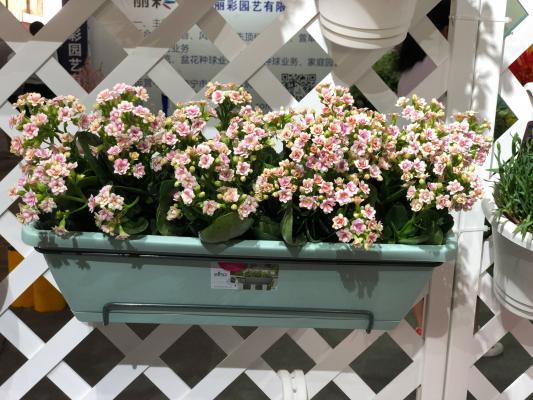 长寿花花期怎么护理