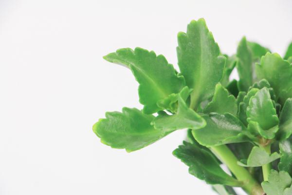 长寿花长太高怎么办