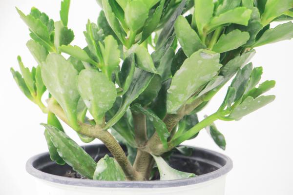 长寿花烂根怎么办