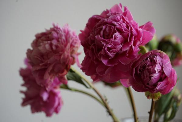 芍药冬天怎么养