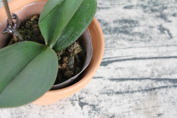 扔掉的蝴蝶兰剪一刀，花朵咕噜咕噜冒，邻居争着抢着要！