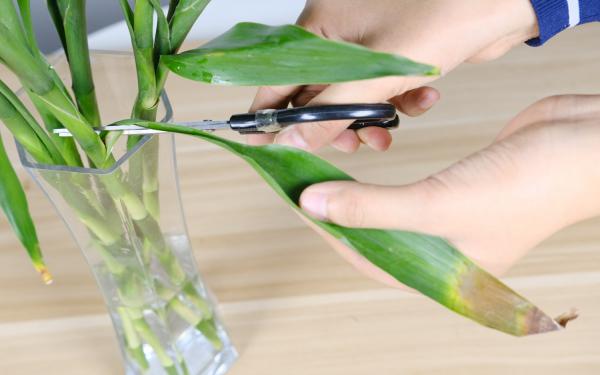 发芽的姜块别扔，比富贵竹好养，又高又绿还能吃！