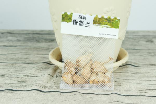 香雪兰一年开几次花