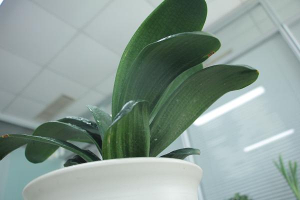 君子兰换盆后怎么养