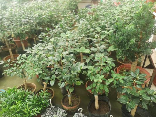 茶花用什么肥料好