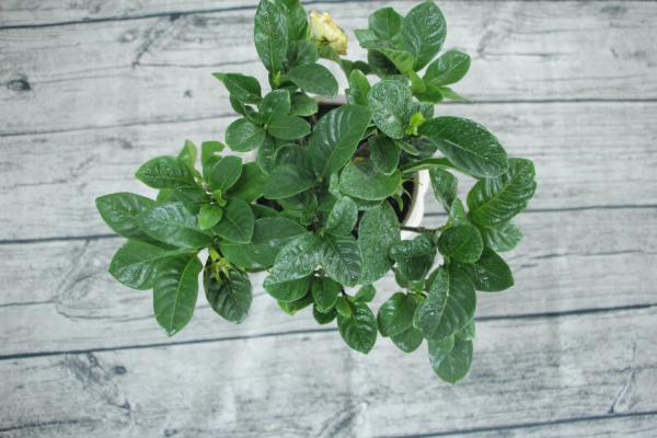 栀子花怎么爆盆