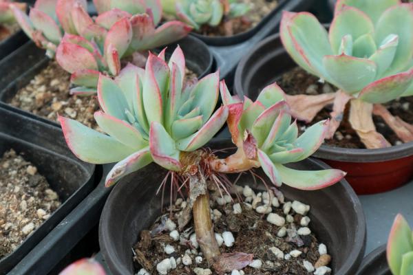 中年大叔痴迷多肉，养得比亲儿子还胖！