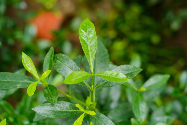 栀子花怎么养才长得快