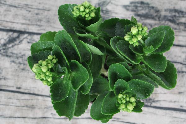 怎么延长长寿花的花期