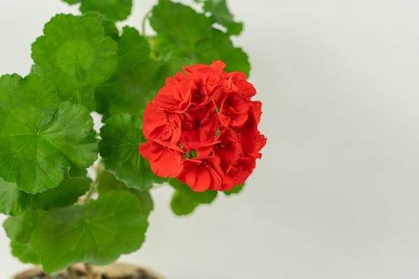 三角梅如何多开花