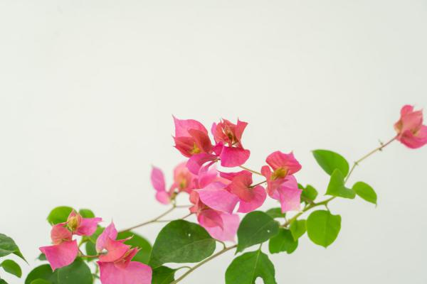 三角梅不发芽怎么处理