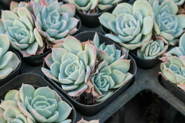 喂猪的东西，拿来养多肉，竟然肥得比拳头还大！