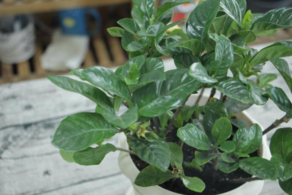 大叶栀子花怎么修剪