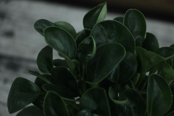 豆瓣绿怎么养才能开花