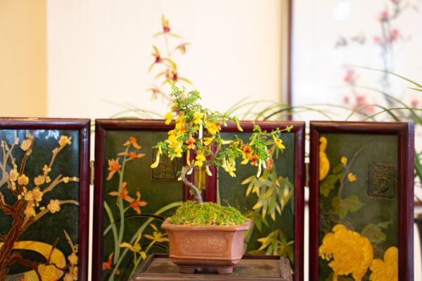 月季兰花…轻轻掰一下，10天冒小芽，1个月就爆盆！