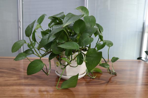 春天绿萝怎么养