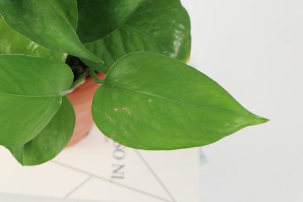 绿萝用什么盆养好