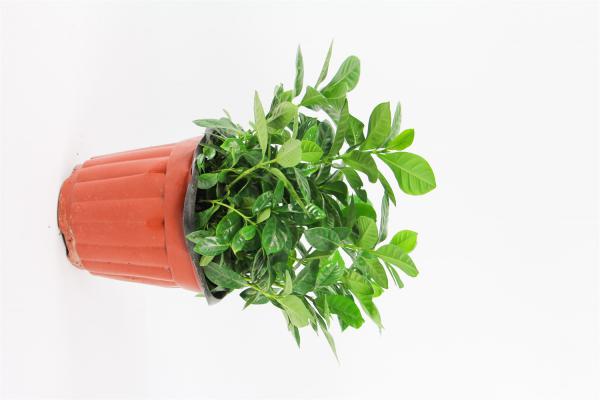 刚买的栀子花怎么养殖