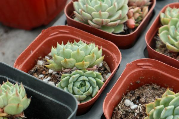 多肉淋“雷雨”，竟然疯长爆盆，狂窜成葡萄串！