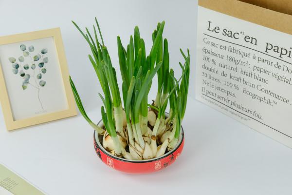 你养的水仙花不香的原因