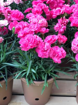 康乃馨怎么修剪