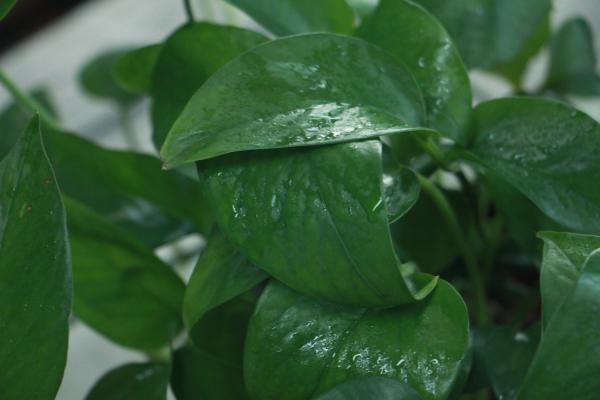 绿萝吊兰…千万别这么养，否则像打了激素，盆都撑爆了！