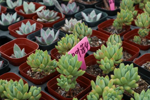 多肉盆里撒点它，蹭蹭蹭长爆盆！