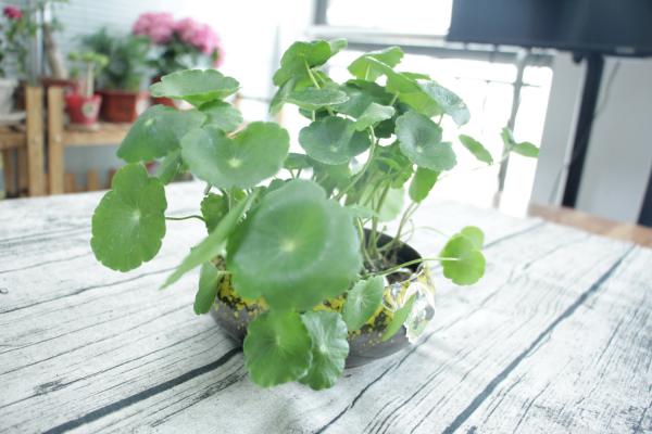 铜钱草怎么修剪