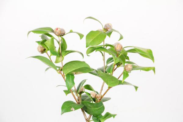 茶花花期怎么养护