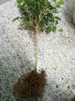 刚栽的茉莉花怎么养