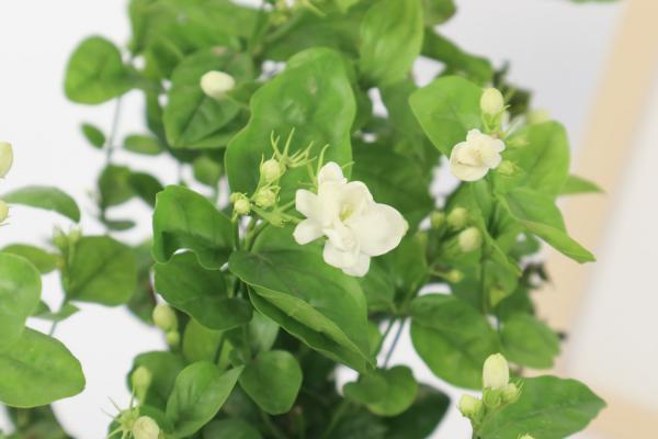 茉莉花怎么养开花多
