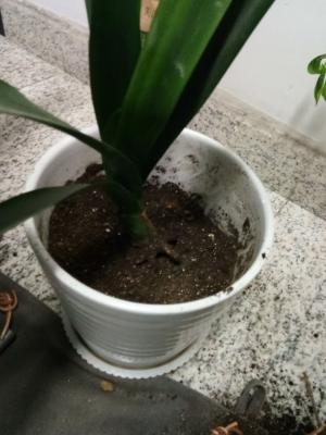 绿萝君子兰...山东大妈这么养,年年长爆盆!