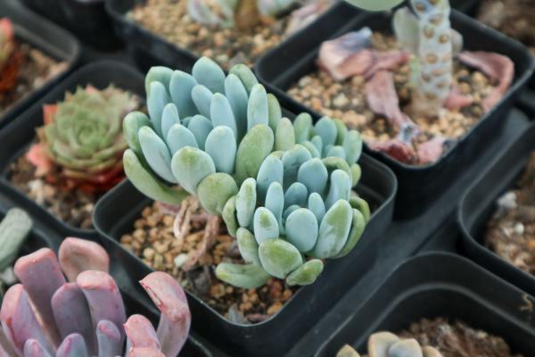 想把多肉养肥？先饿它几顿，居然乖乖长胖了！