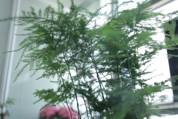 绿萝文竹盆里掺点它，不黄叶不招虫，一年撑爆两个盆！