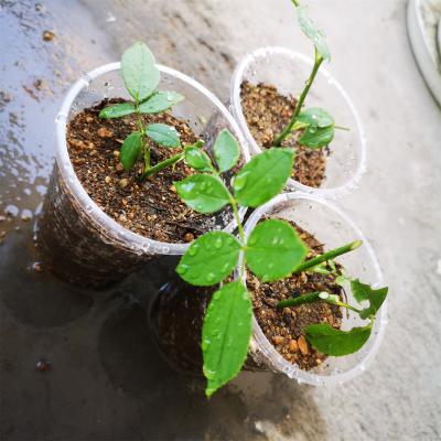 月季三角梅…只要1个塑料瓶，呼呼冒出大白根，1个月就...