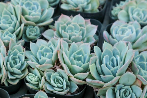 多肉老桩换盆，只需1根镊子1把毛刷，茎干越长越壮实！