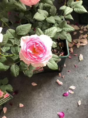 发财树月季…剪1刀，新芽呼呼冒，叶子长满盆！