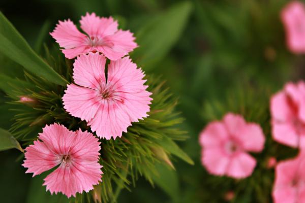 石竹开花怎么养护