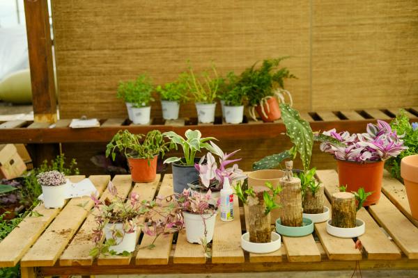蕙兰怎么养能开花
