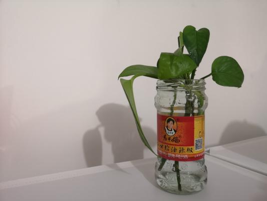 绿萝像刷了绿油漆,人见人夸,秘密竟是...一学就会!