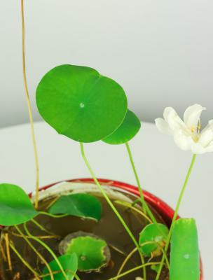 碗莲怎么入泥定植