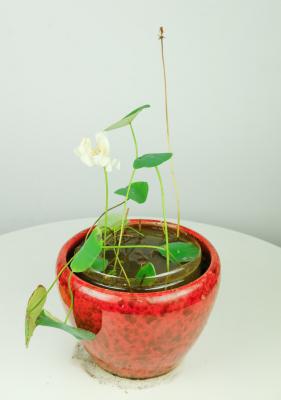 碗莲如何水培