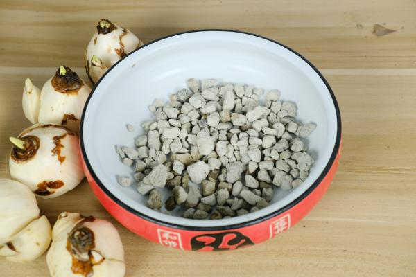 水培水仙花春天怎么办