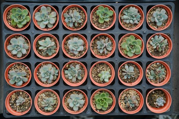 塑料瓶扣多肉上，竟然越长越水灵，10天蹭蹭爆盆！