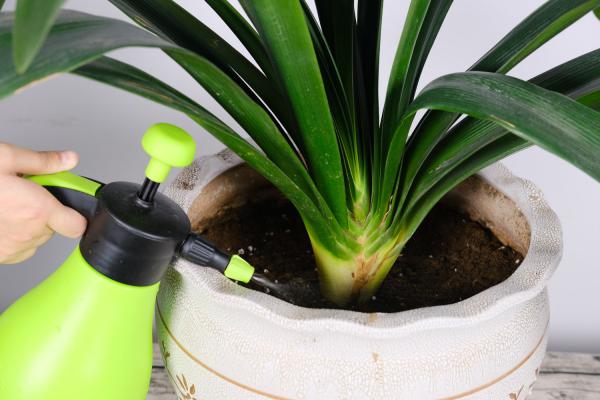 君子兰根上抹点它，变成群兰挤满盆，开花太惊艳了！