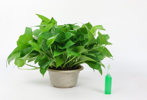 她只用3根木棍，花10天将绿萝养成了瀑布，咋做的？