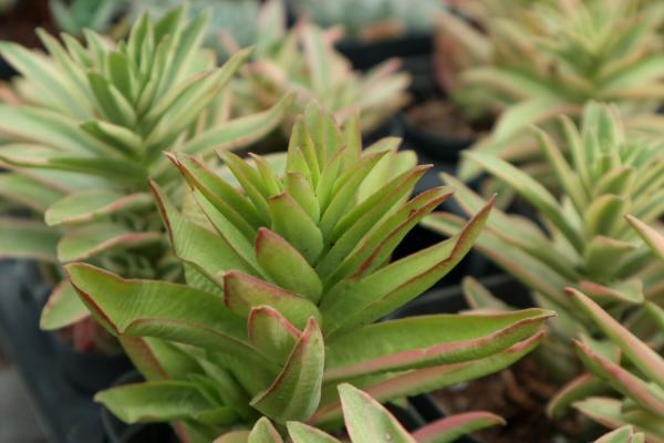 地栽的多肉怎么养长得快